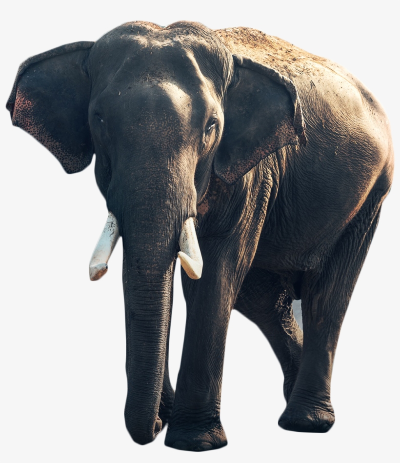Gray Elephant Standing Png Image - Autobiography Of Matthew Scott, Jumbo's Keeper ...:, transparent png #3094236
