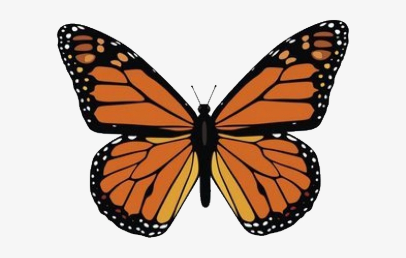 Ra - Monarch Butterfly, transparent png #3094238