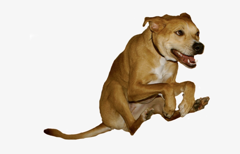Isolated Raditude Dog For All Of Your Dumb Shitposts - Weezer Raditude, transparent png #3097648