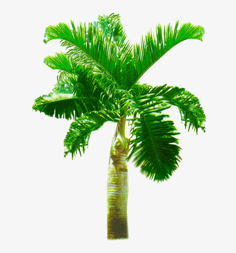 Palm Tree Png, Palm Trees, Youtube Thumbnail, Kids - Roystonea, transparent png #3097691
