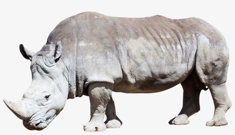 White Rhino Png, transparent png #3098333
