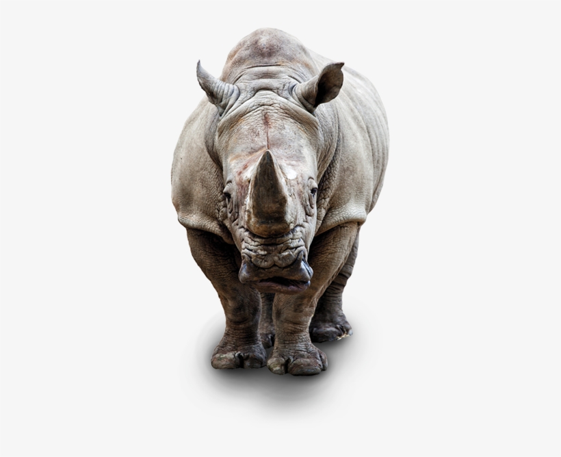 Rhino Stock, transparent png #3098542