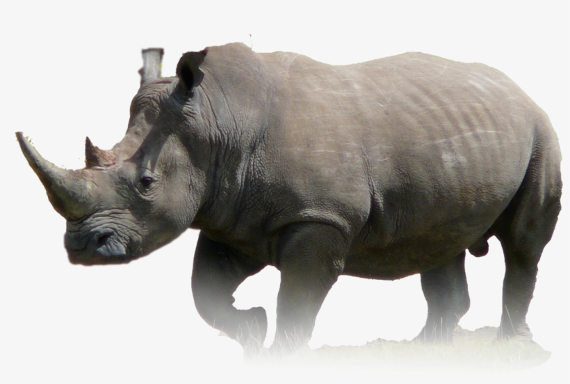 Rhino - Faded - Rhino Png, transparent png #3098890