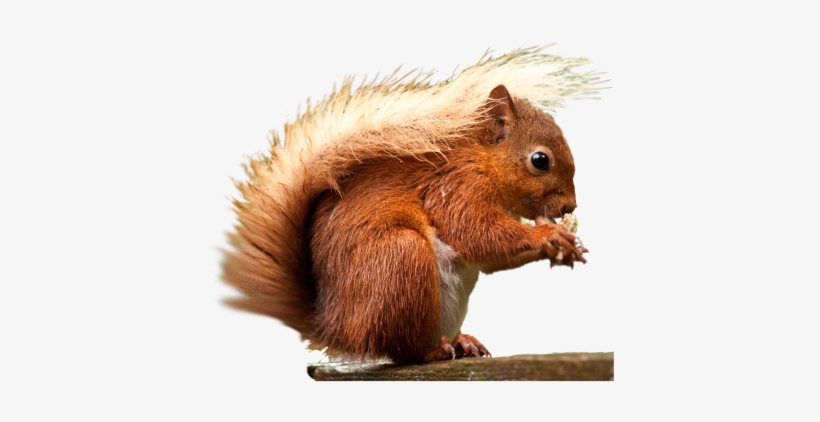 Squirrel Png Transparent Images - Red Animal Transparent Background, transparent png #310052