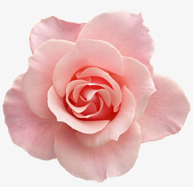Tumblr Transparent Flowers Rose - Flower With No Background, transparent png #310077