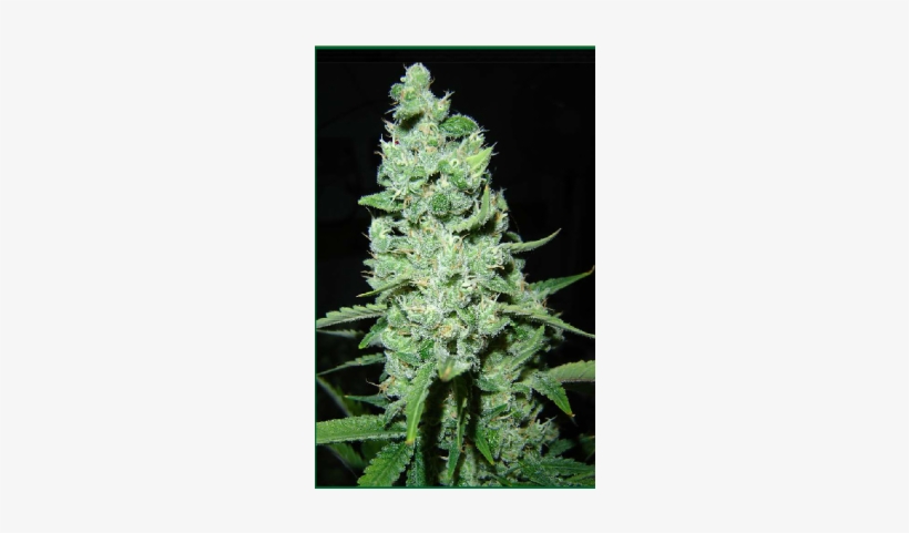 Ak-47 - Ak 47 Cannabis, transparent png #310097