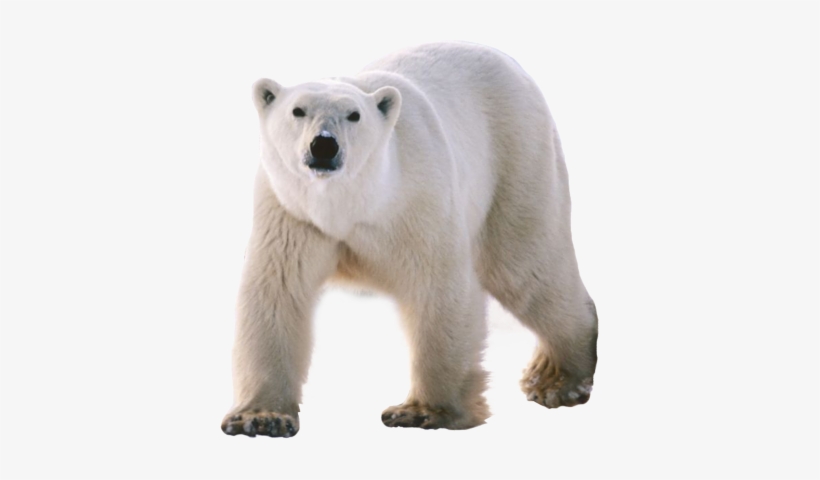 Polar Bear Png - Three Walking Animals, transparent png #310324