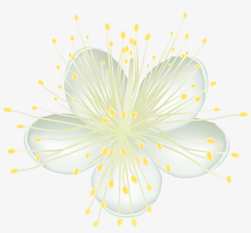 0, - Melastome Family, transparent png #310367