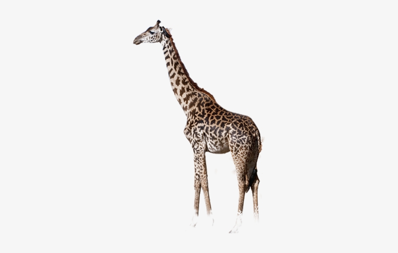 Giraffe - Giraffe And Elephant Png, transparent png #310418