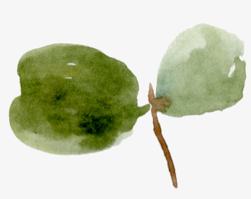 18 Eucalyptus Leaves, transparent png #310435