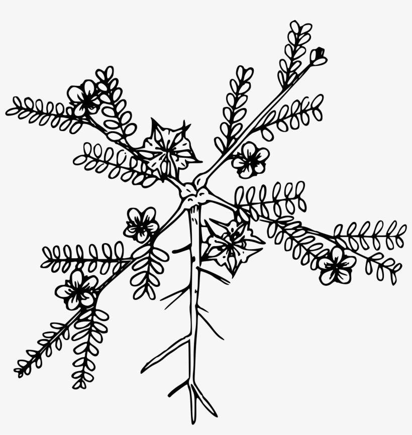 This Free Icons Png Design Of Puncture Vine, transparent png #310789