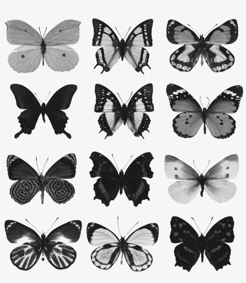 Collection Of Free Butterfly Drawing Death Download - Common Nawab Butterfly Paperweight, transparent png #310917