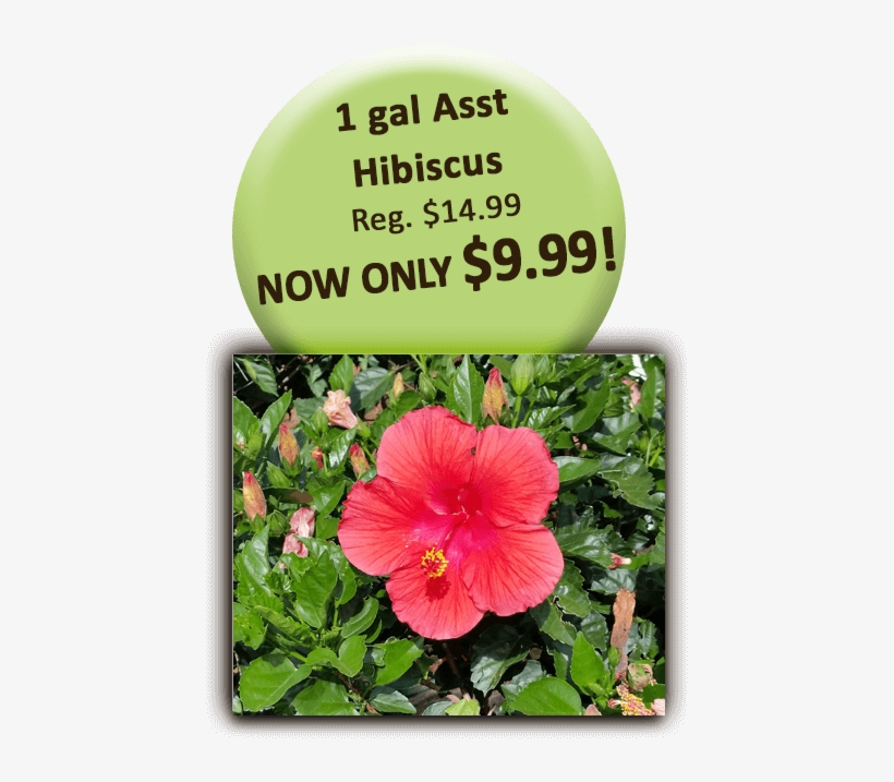 1 Gal Asst Hibiscus - Bizhub 184, transparent png #310969