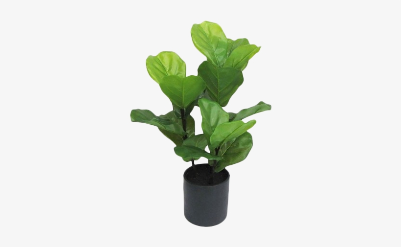 Artificial Fiddle Leaf Fig Plant In Black Pot Large - Small Artificial Fiddle Leaf Fig, transparent png #311208