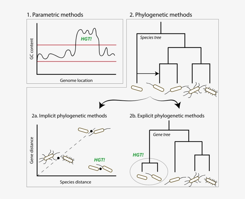 Inferring Horizontal Gene Transfer Conceptual Overview - Statistics, transparent png #311945