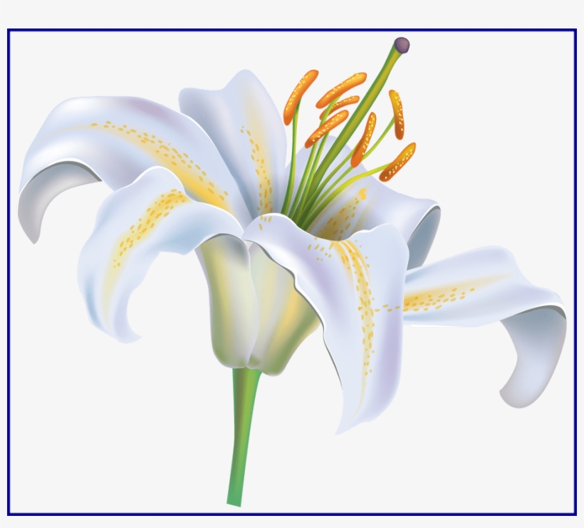 Lily Clipart Floral - White Lily Clip Art, transparent png #312106