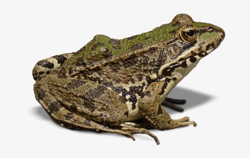Free Png Frog Png Images Transparent - Frog With No Background, transparent png #312846