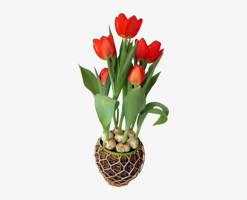 Tulip, Red, Spring, Flower, Strauss, Onions, Holland - Png Flower With Pot, transparent png #314143