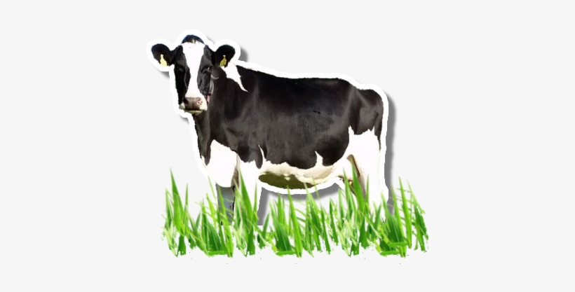 Dairy Cow Png Image Background - Portable Network Graphics, transparent png #314198