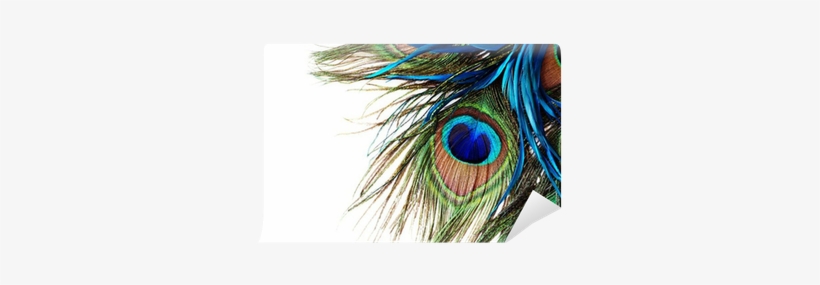 Single Peacock Feathers With Flute Png - Transparent Background Peacock Feather Png, transparent png #314573