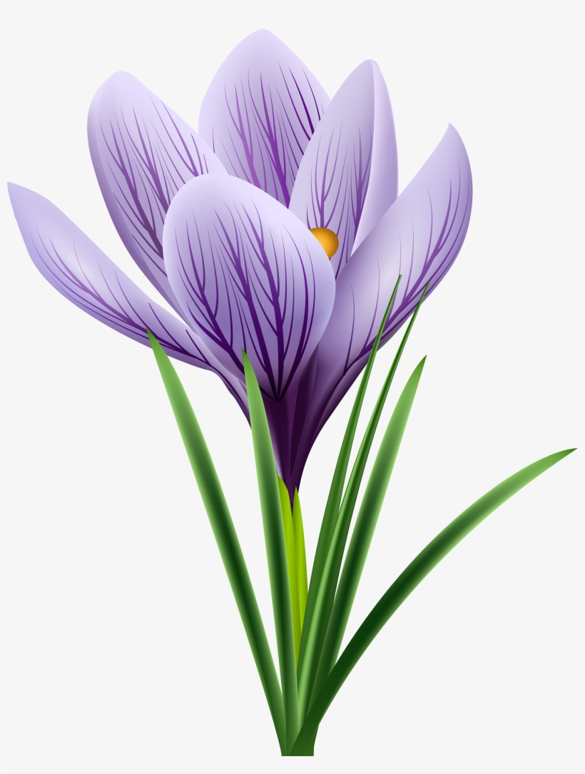 Purple Flower - Крокус Пнг, transparent png #315130