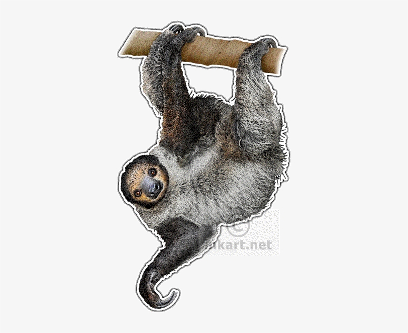 Linnaeus's Two-toed Sloth Art Decal - Two Toed Sloth Transparent, transparent png #315336