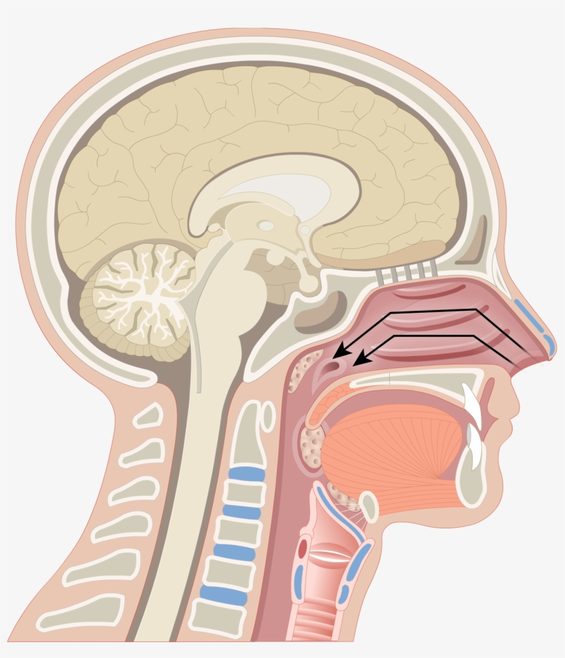 Turbinate Bones - Pharynx Anatomy, transparent png #315355