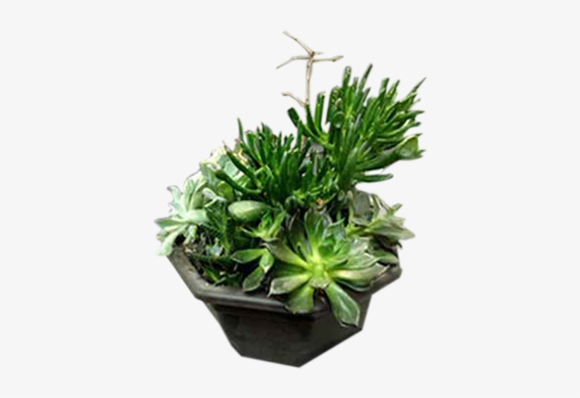 A Garden Of Succulent Plants - Garden, transparent png #315425