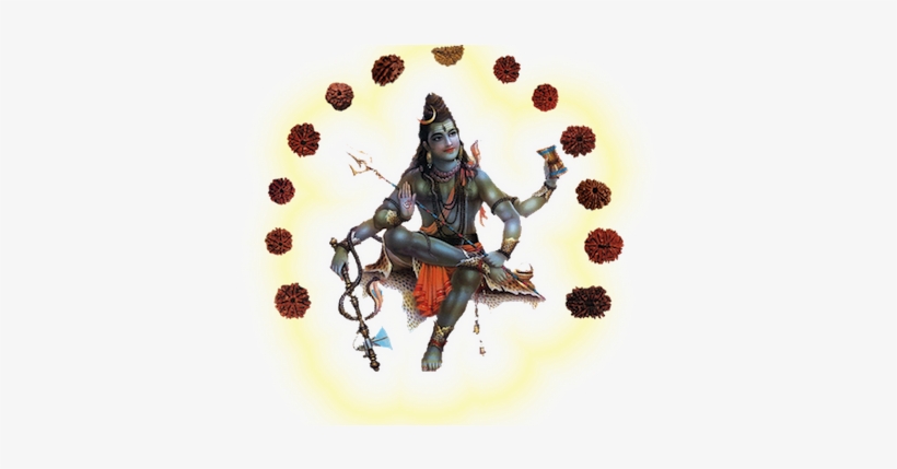 Rudraksha Small - Lord Shiva, transparent png #315538