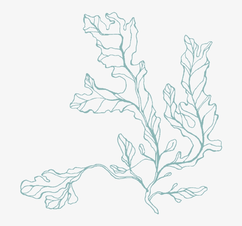 Green Algae Drawing At Getdrawings - Art, transparent png #315692