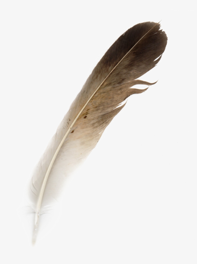 Bird Feather Png Download Image - Hornbill Feather, transparent png #315951