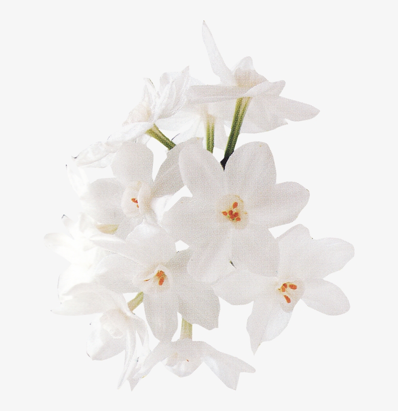 White Rose Png - Rose, transparent png #316016