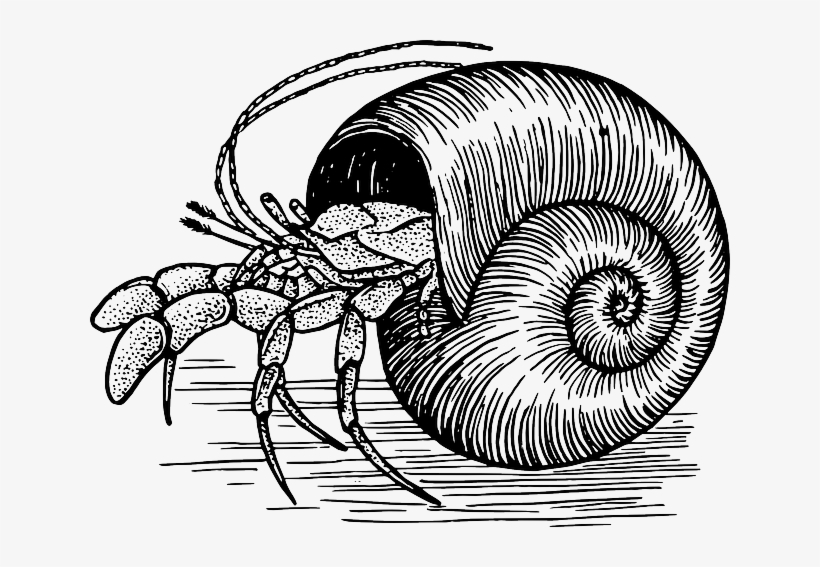 Crabs Clipart Seashell - 3drose Dpp 174478 3 Image Of Hermit Crab On Wicker, transparent png #316469