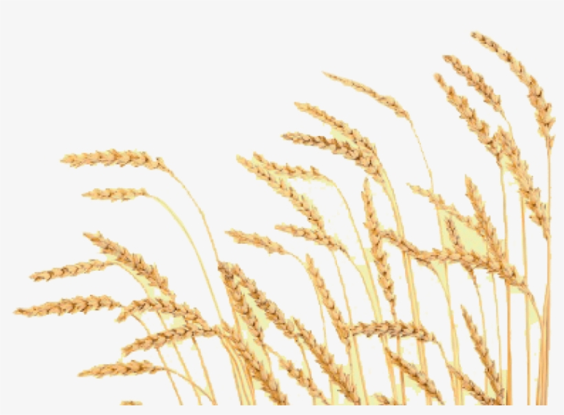 Free Png Wheat Png Images Transparent - Clear Background Wheat Png, transparent png #316486