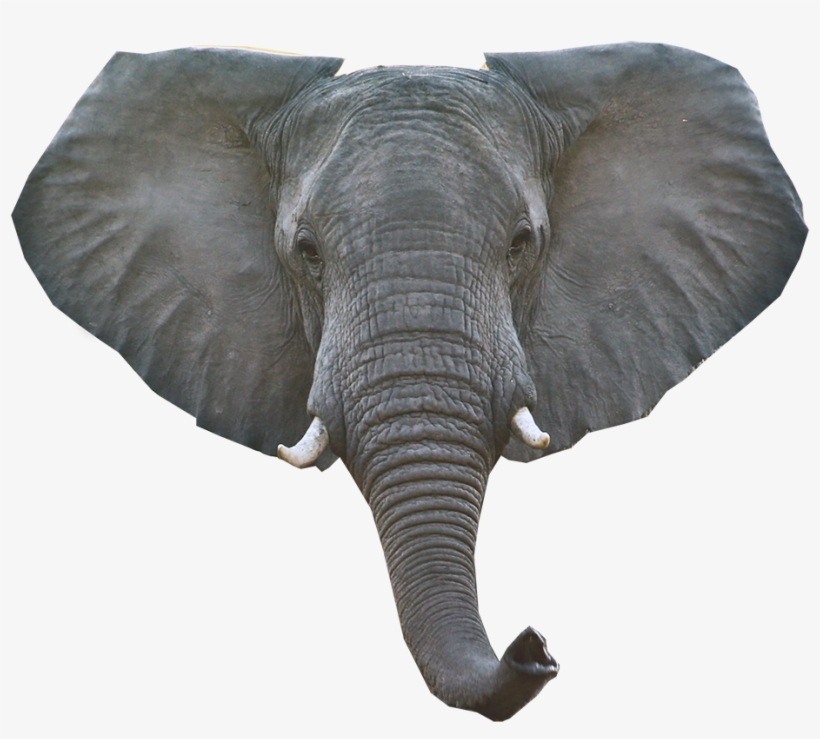 Elephant Png Download Image - Elephant Head Pictures Png, transparent png #316529
