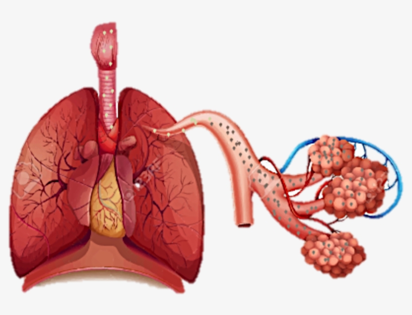Habibah - Disease Of Organ System, transparent png #316755