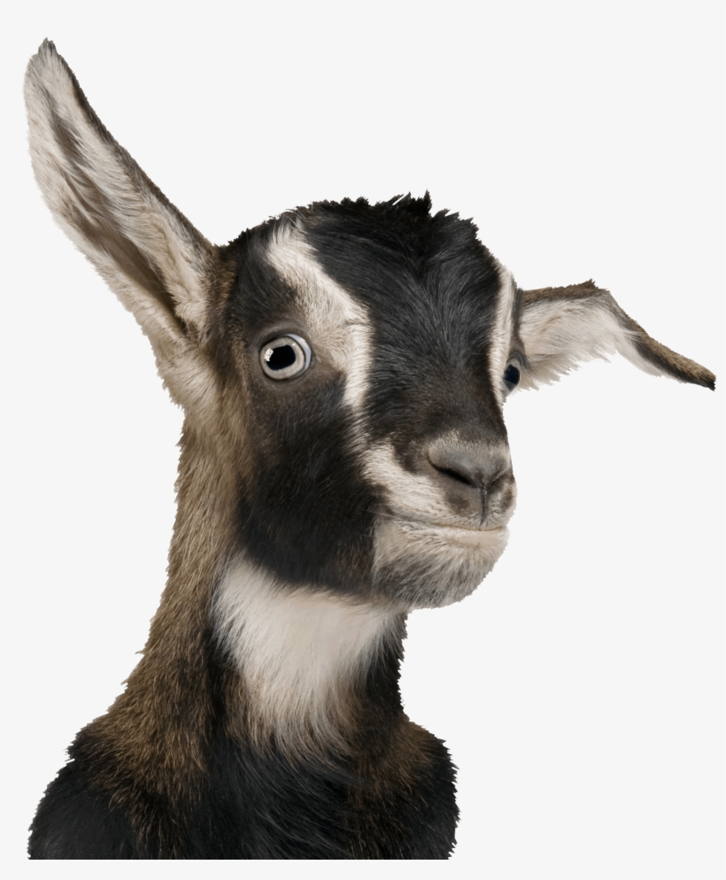 Previous - Next - Organic Livestock, transparent png #316955