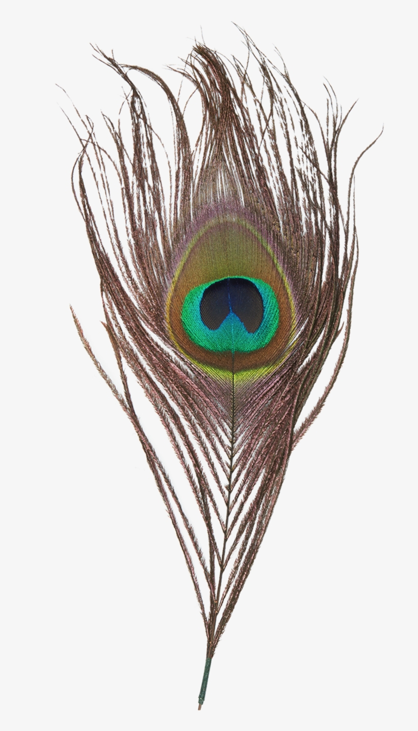 Gloria Feather - B2c Catalog - Goorin Bros., transparent png #317132