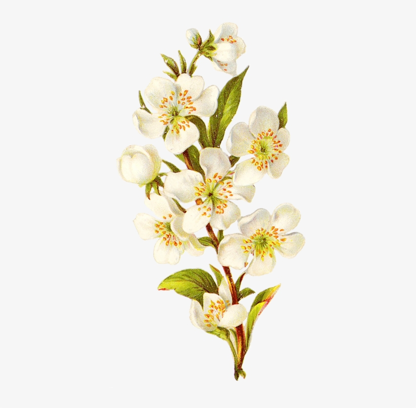 I - White Flower Vintage Png, transparent png #317387