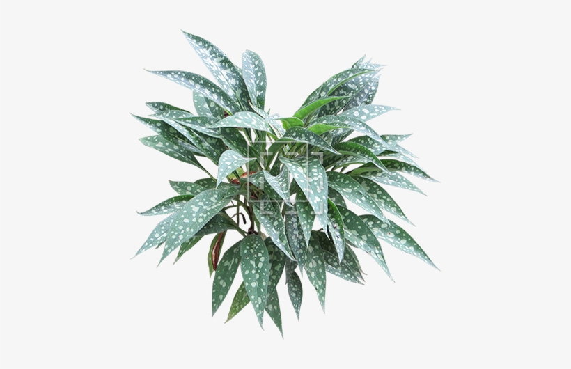 Parent Category - Pulmonaria, transparent png #318031