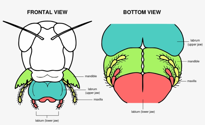 Grasshopper Mouth Anatomy - Mouth Parts Of Grasshopper, transparent png #318332