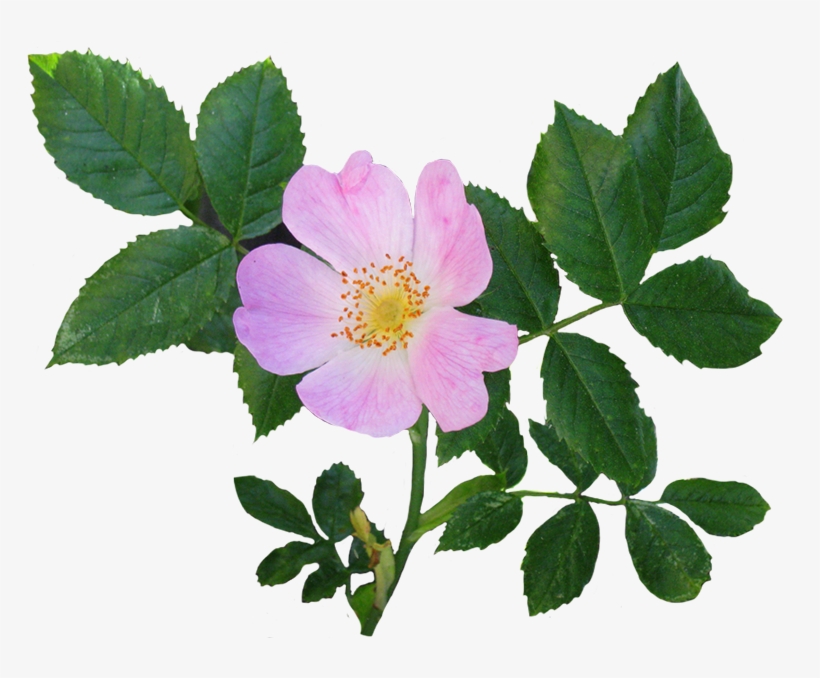Rose Clipart - Dog Rose Flower, transparent png #318997