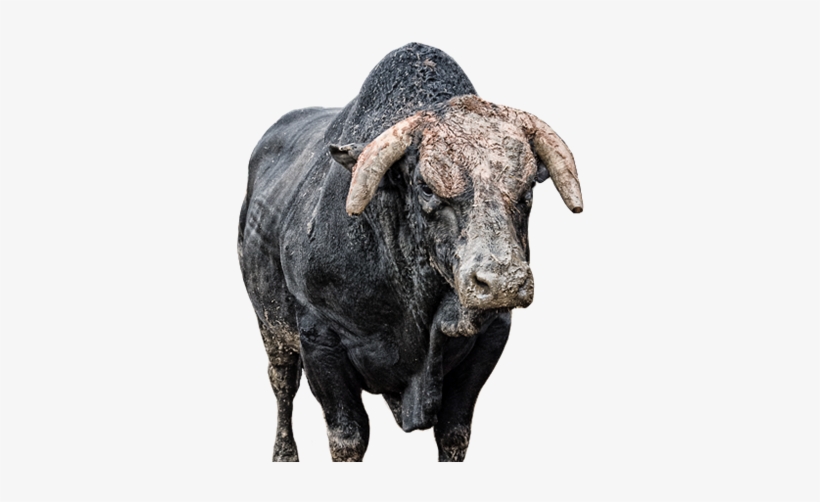 Air Jack - Professional Bull Riders, transparent png #319747