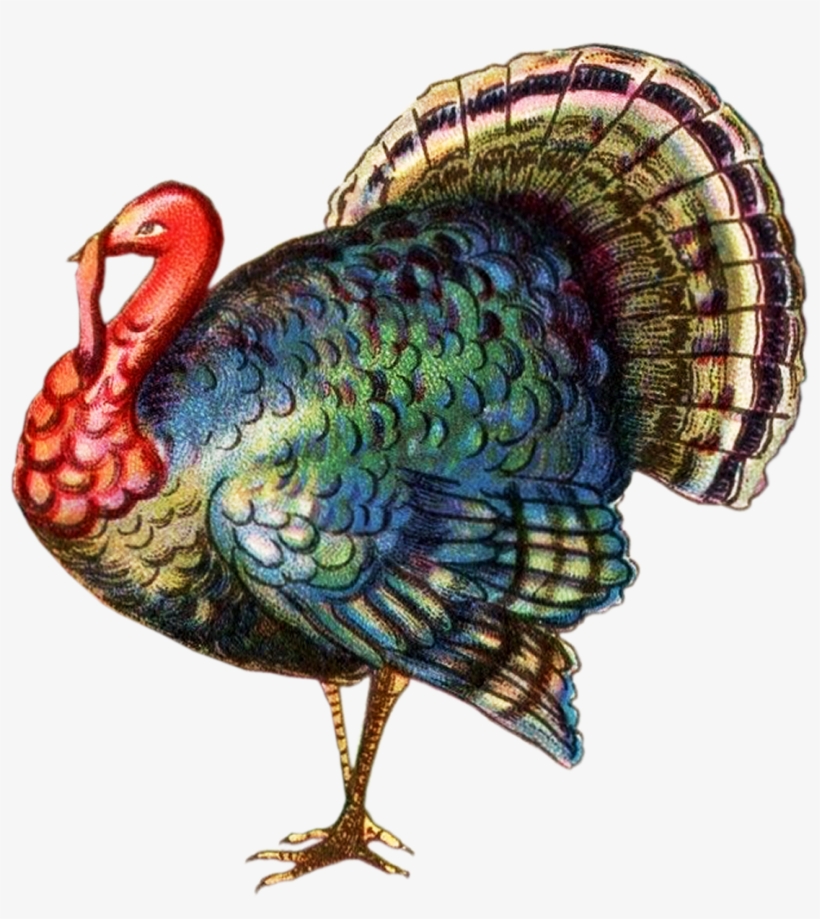 Tom Turkey Thanksgiviing Clipart Banner Royalty Free - Turkey Transparent Background, transparent png #319899