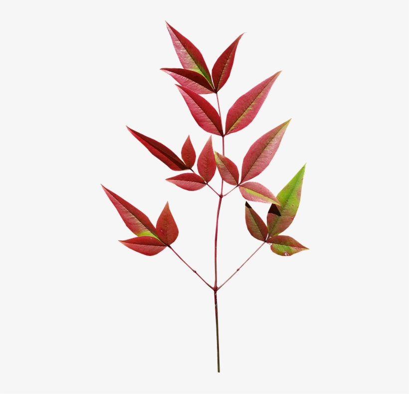 Leaves, Bamboo, Autumn, Plant - Autumn, transparent png #3104703