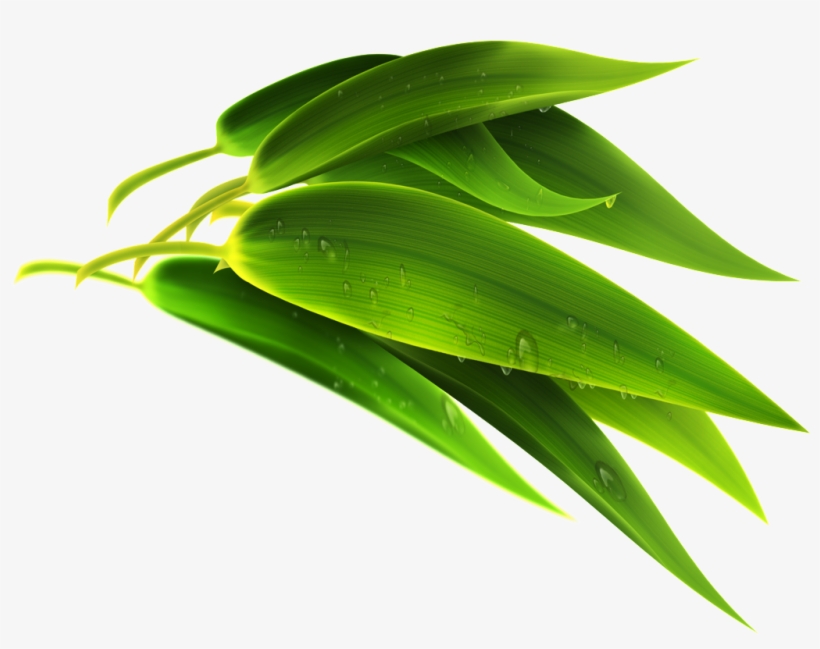 Green Bamboo Leaf Transparent - Bamboo Leaf Png, transparent png #3105062