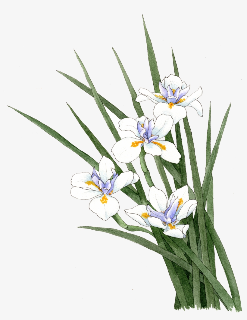 Fortnight Lily - Dietes Iridoide Png, transparent png #3106051