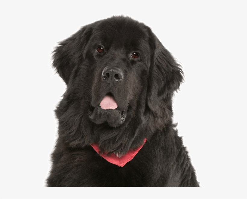 Search - 100 Pics Dog Breeds 12, transparent png #3107796