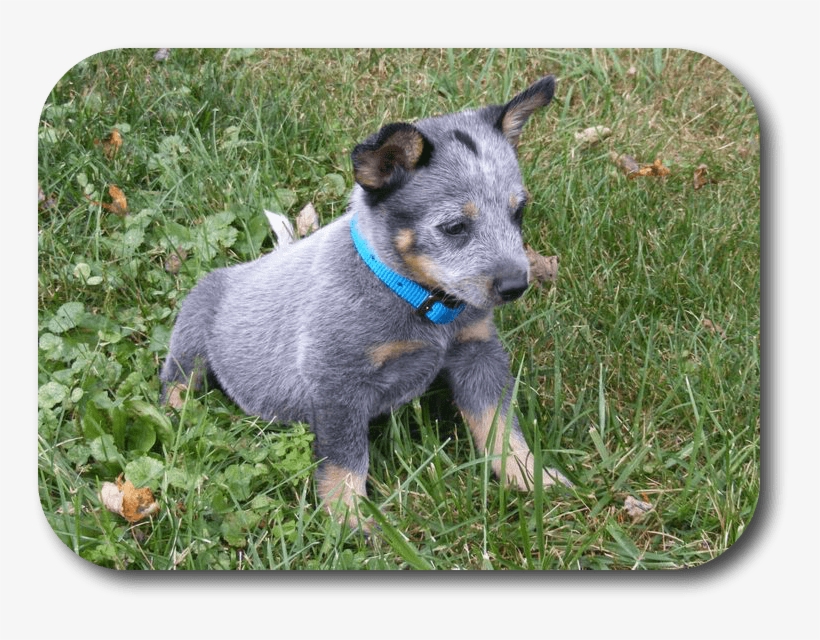 Why Is My Puppy Pooping So Much - Dog, transparent png #3107865