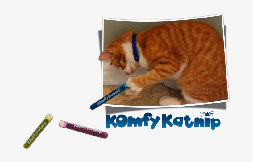 Cat, transparent png #3108096